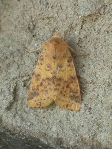 Dusky-lemon Sallow