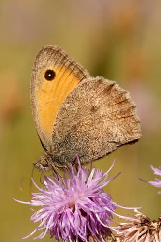Dusky Meadow Brown