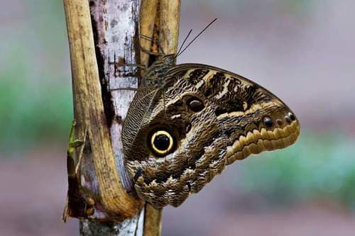 Dusky Owl-Butterfly