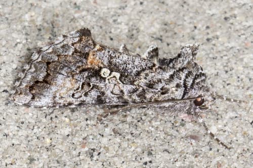 Dusky Silver Υ Moth