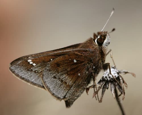 Dusted Skipper