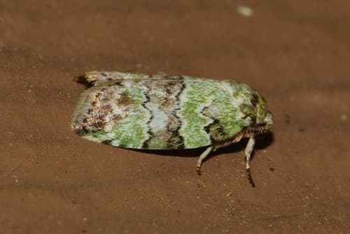 Dyar's Lichen Moth