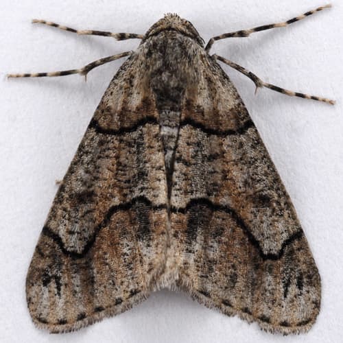 Dyar's Looper Moth