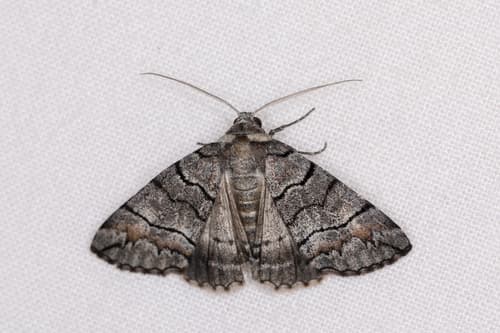 Dysbatus singularis