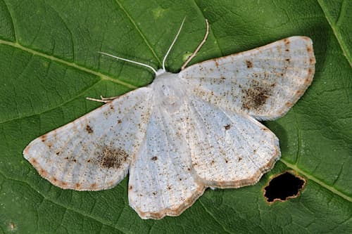 None widely recognized