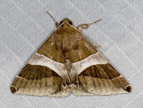 Constricted Dysgonia Moth