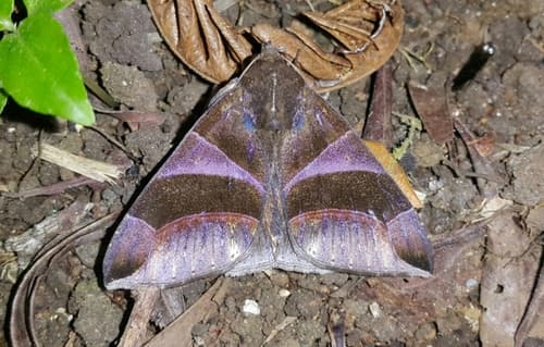 Dysgonia purpurata