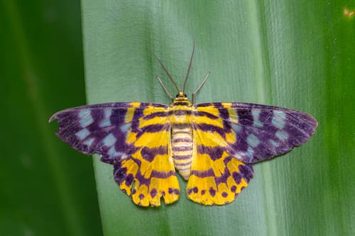 Dysphania subrepleta