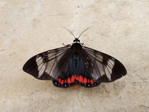 Dysschema leucophaea