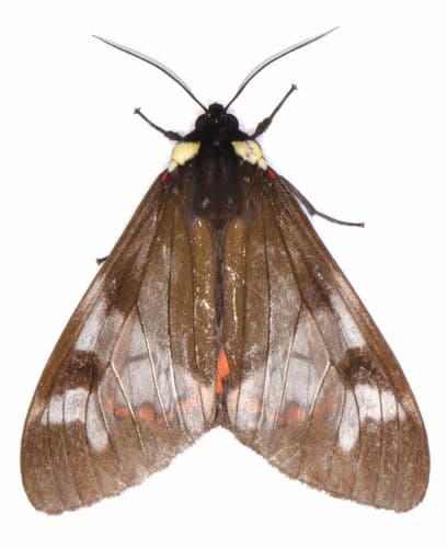 Marginal Dysschema Moth
