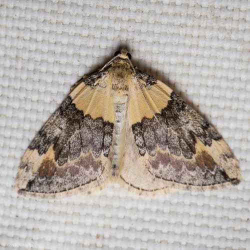 Brown-banded Carpet
