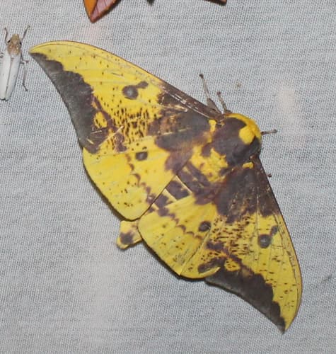 Approximans Royal Moth