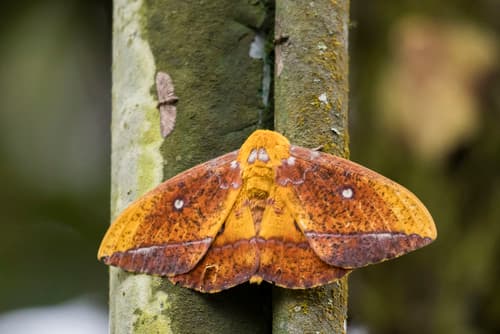 Ducal Imperial Moth