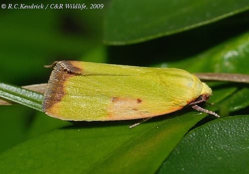 Copper-green Bell Moth
