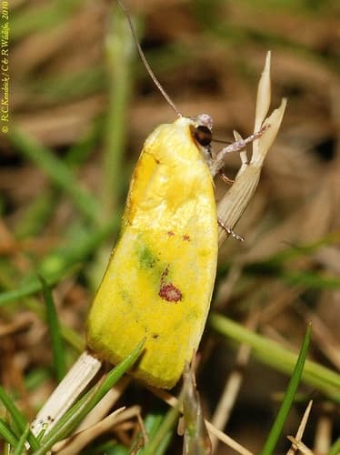 Yellow Earias Moth