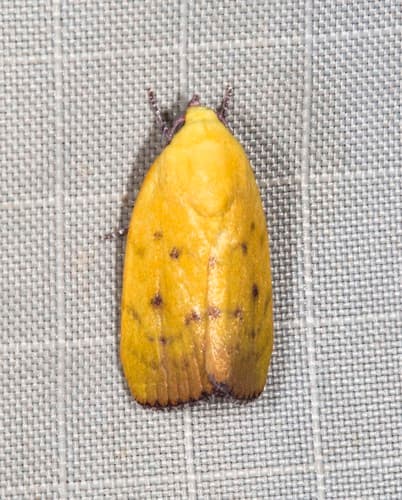 Yellow-spotted Earias