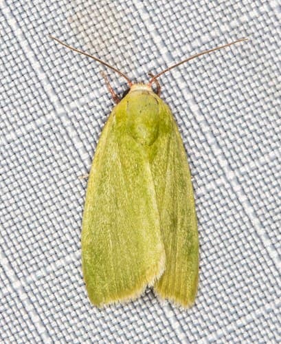 Emerald Moth