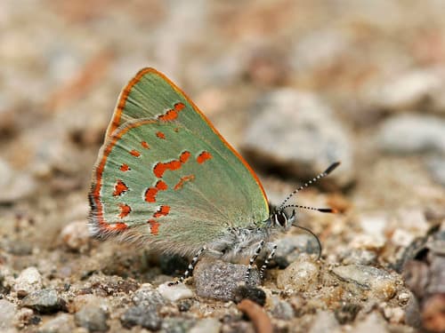 Early Hairstreak