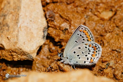 Eastern Brown Argus