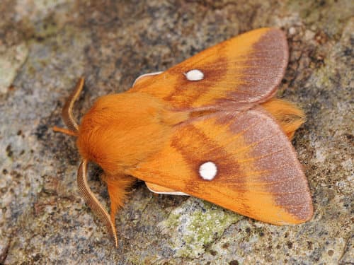 Eastern Eggar