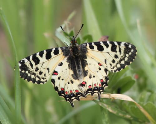 Eastern Festoon