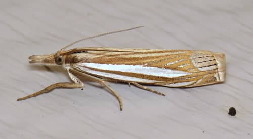 Eastern Grass-veneer