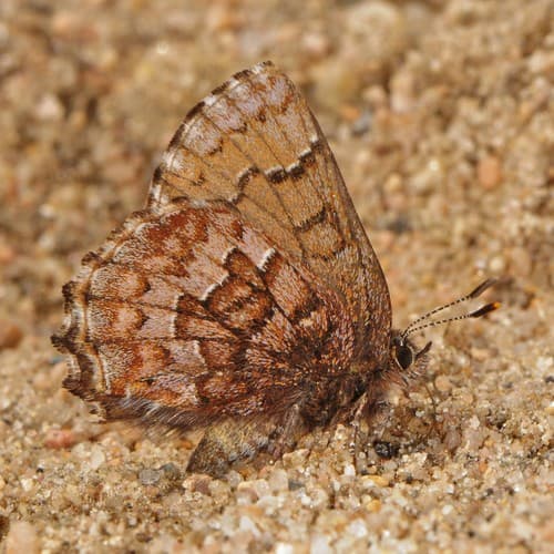 Eastern Pine Elfin