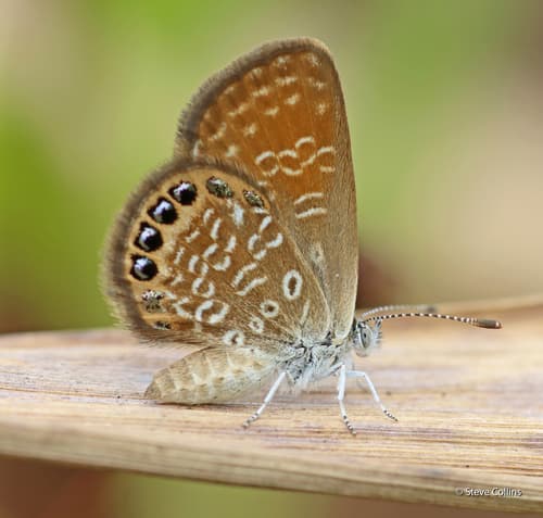 Eastern Pygmy-Blue