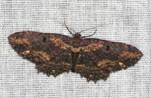 Callizona Carpet Moth