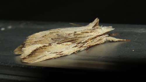 Arrowhead Dart Moth
