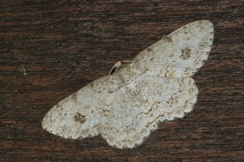 Excellent Looper Moth