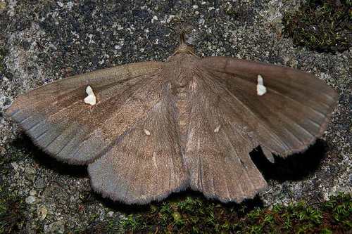 Hamada Tussock Moth