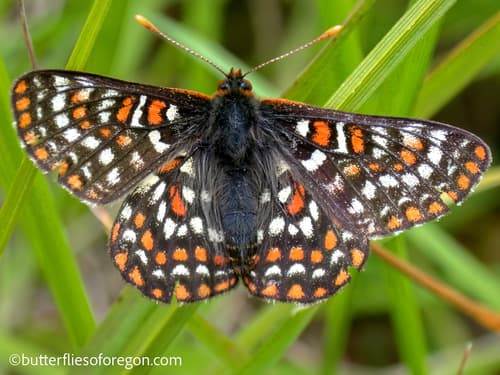 Edith's Checkerspot