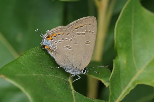 Edwards' Hairstreak
