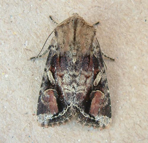 Red-winged Sallow