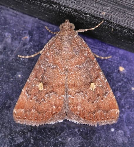 Eight-spot Moth