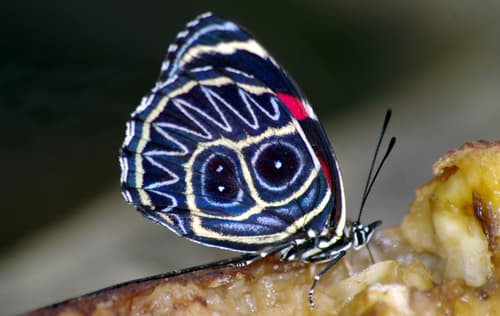 Eighty-eight butterfly