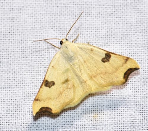 Eilicrinia cordiaria