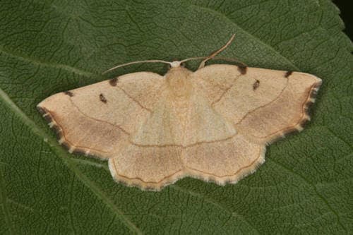 No widely accepted common name