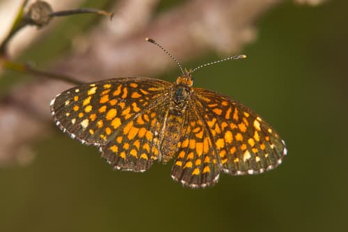 Elada Checkerspot