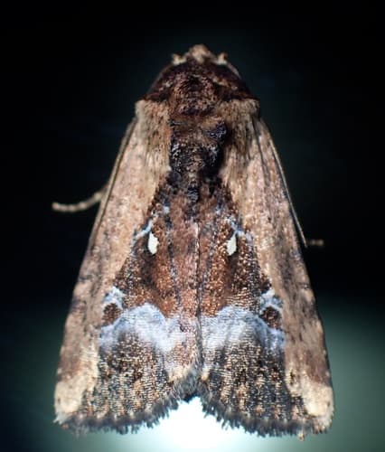 Small mottled rufous
