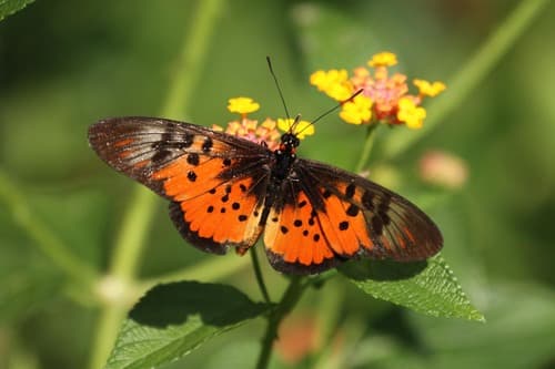 Elegant Acraea