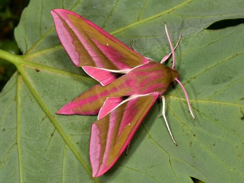 Elephant Hawkmoth