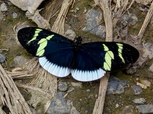 Eleuchia Longwing