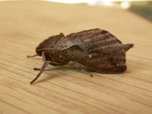 Elhamma australasiae