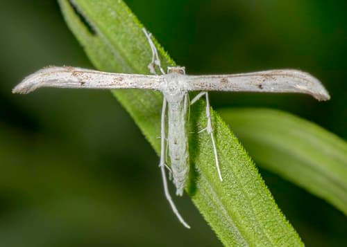 Elliot's Plume Moth