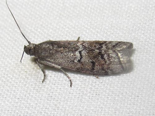 Elm Leaftier Moth