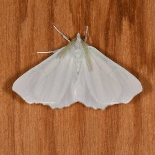 Elm Spanworm Moth