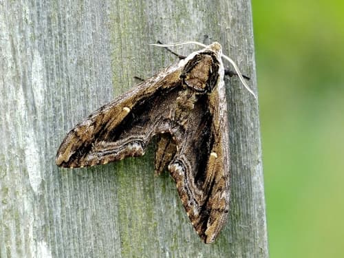 Elm Sphinx
