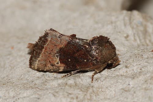 Antennated Elusa Moth